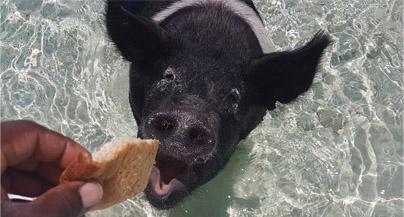 Private Half-Day Tours